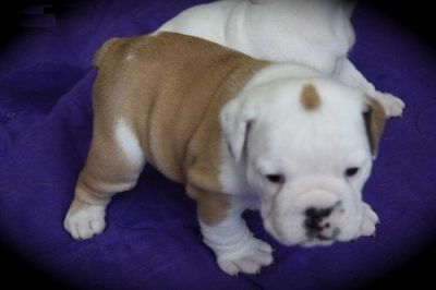 Ingl�s cachorros bulldog